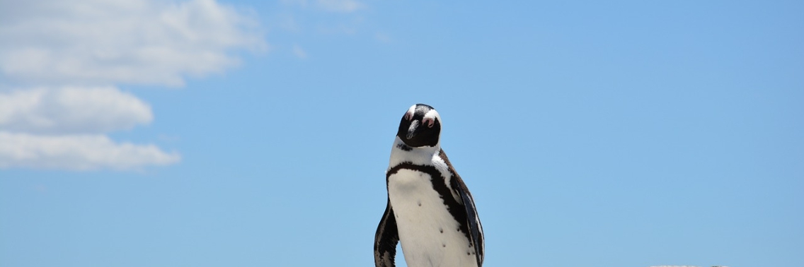 Pinguïns  | Yolande Schemer