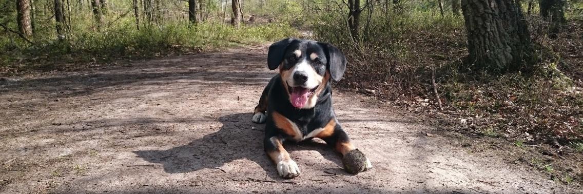 Dierendag: 13 leuke foto's van honden en katten | Nyquole