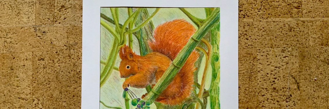 Eekhoorn tekening in pastelpotlood | Nol K.