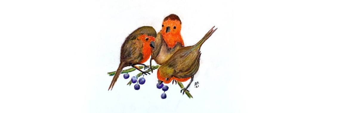Groepje Roodborstjes | Nol K.