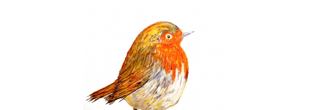 Robin in the garden and on paper | Nol K.