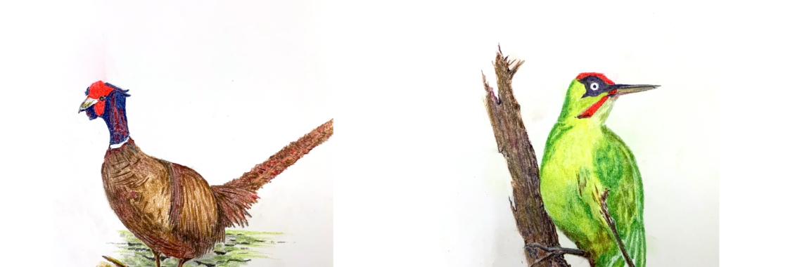 Vogels met pastelpotloden | Nol K.