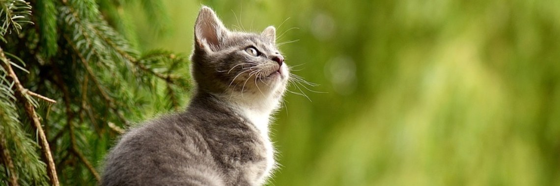 Cat behavior | SocialPro Snooker Coaching