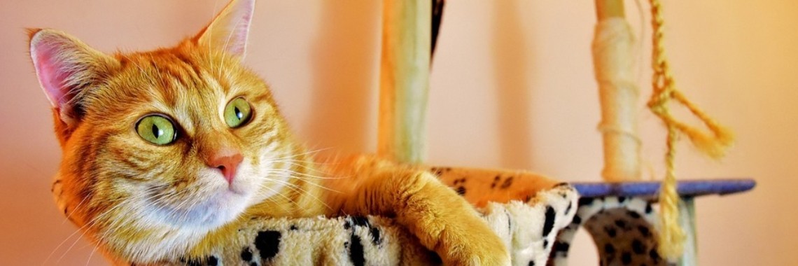 Hoe houd je je kat gezond | SocialPro Snooker Coaching