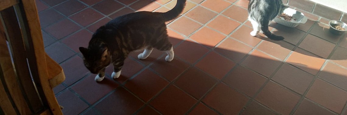 i love my kitty cats | SocialPro Snooker Coaching