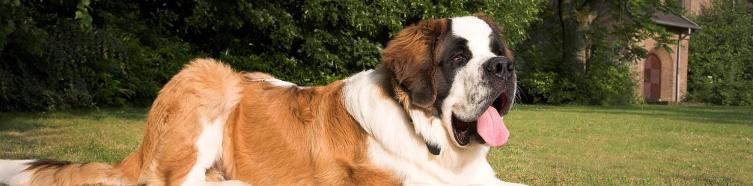 Betovering bij de Eerste Blik op Sint-Bernardlaan: De Majestueuze Bernhardiner! 🐾❤️ | SocialPro Snooker Coaching