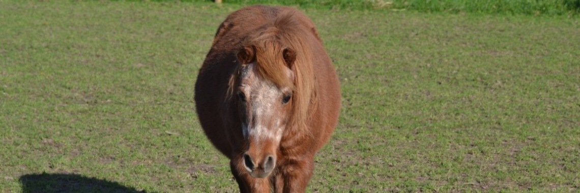 Jul, kleine houdini | diniedezeeuw