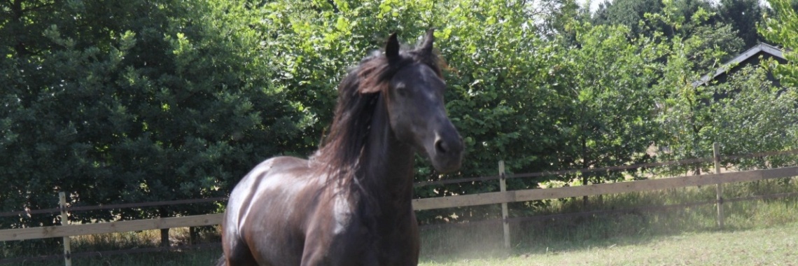 Tesske, deel 1 | diniedezeeuw