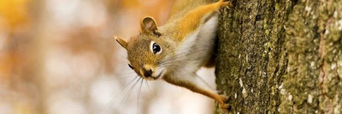 Elisabeth Luard - Squirrel Pie | Boeken