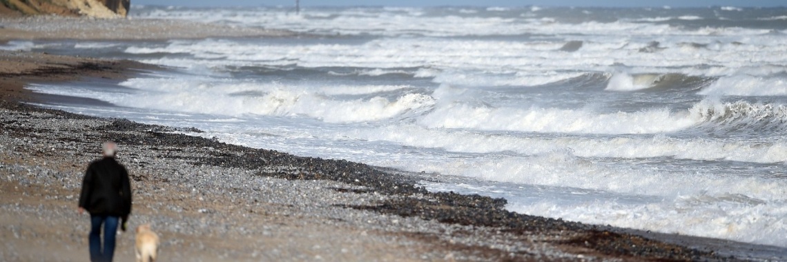 The Animals Among Us - John Bradshaw | Boeken