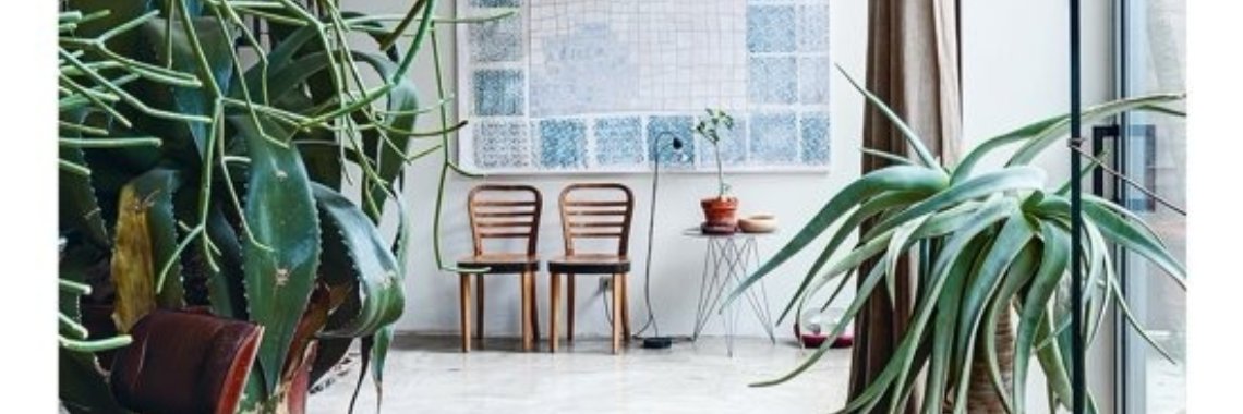 Wonderplants, planten in je interieur  | Boeken