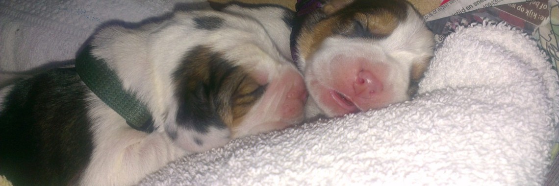 Beagle Family | Quirina