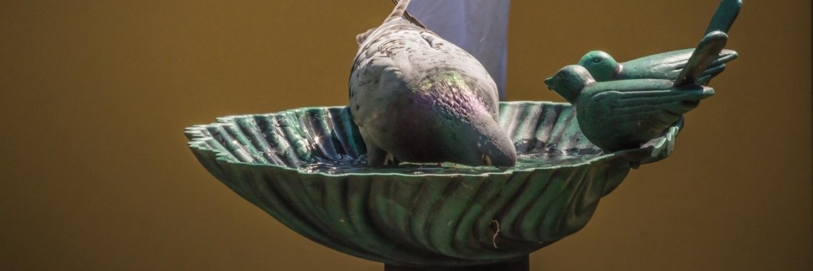 Badderen en drinken | Frits Hendriks Fotografie