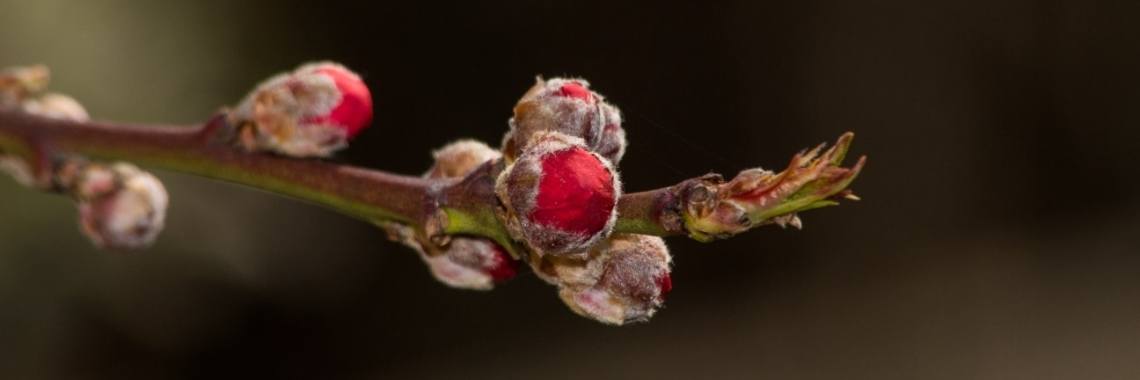 Depth of field (dof) | Frits Hendriks Fotografie