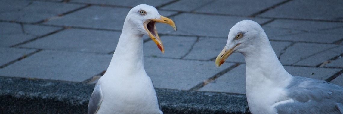 een statisch of een beeld met bewegeing | Frits Hendriks Fotografie