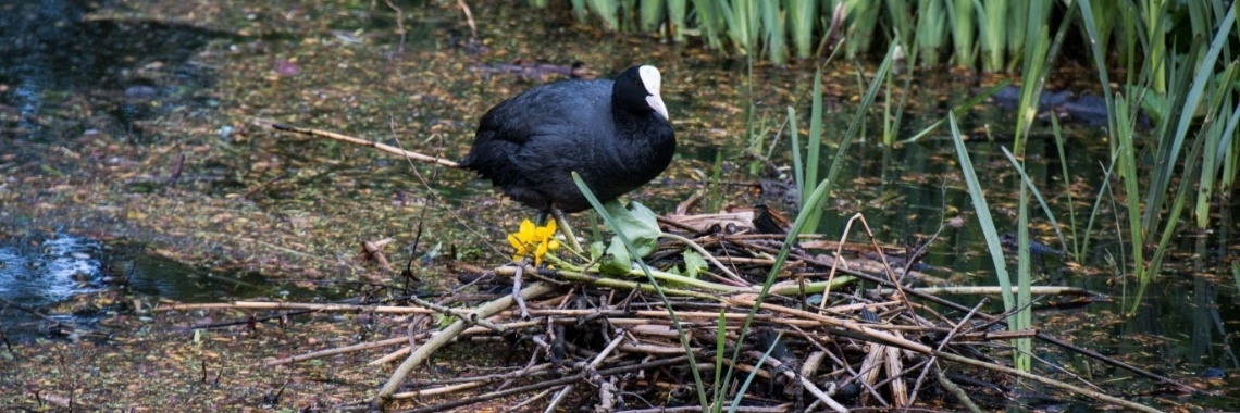 In mei leggen alle vogels een ei | Frits Hendriks Fotografie