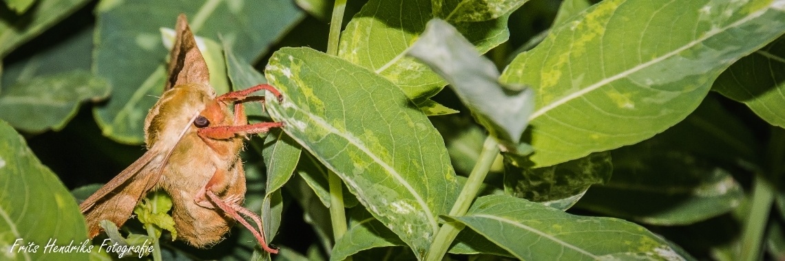 vloog zomaar mijn tuin in | Frits Hendriks Fotografie