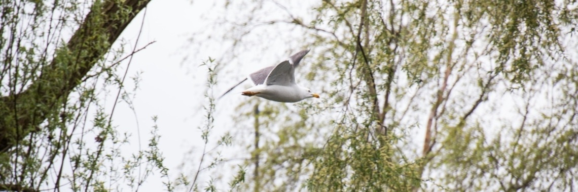 Vrij als een vogel | Frits Hendriks Fotografie