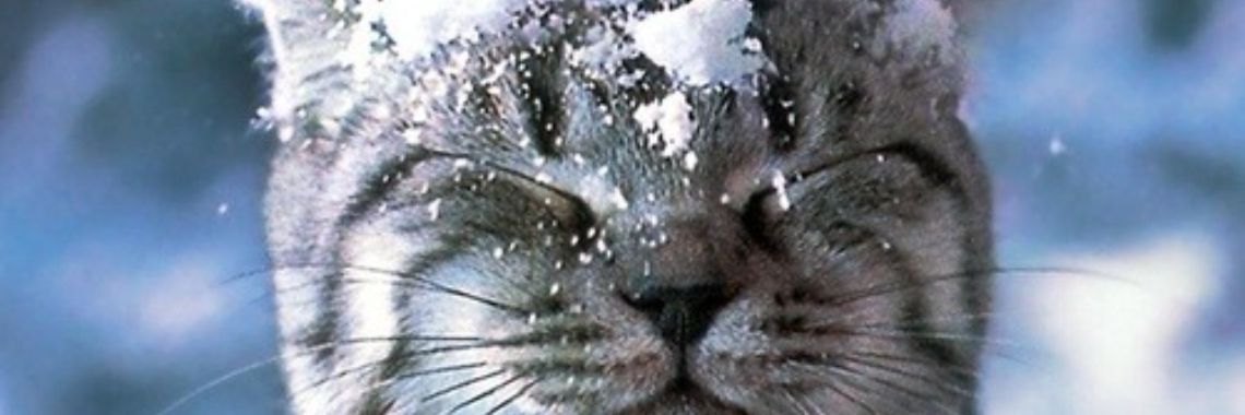 Lachen van de kou! | eendje