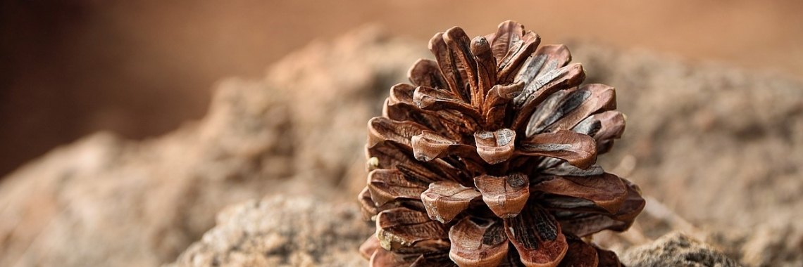 Dennenappels zoeken om mee te knutselen, hoe verwijder ik de diertjes? | NOOS Happy Words