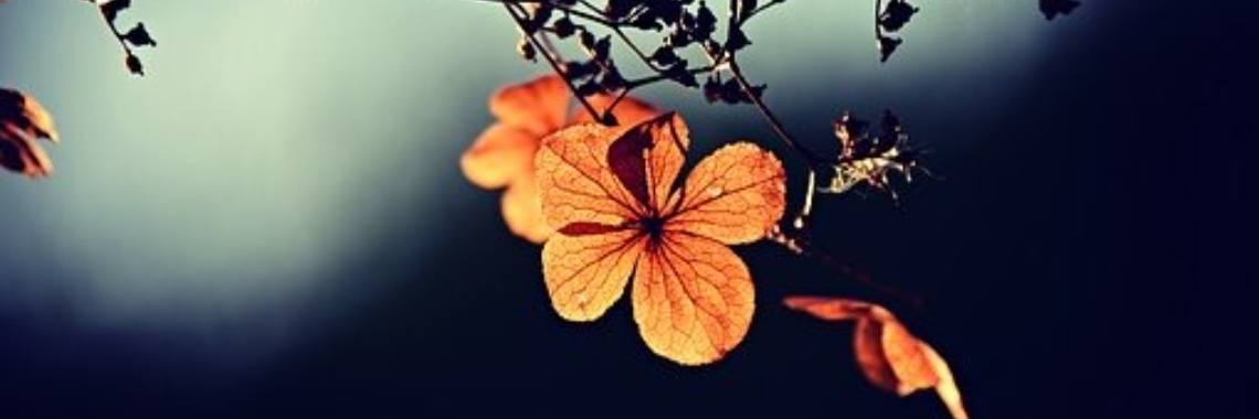 Matthew Lepre : het bewijs dat je in korte tijd steenrijk kunt worden via internet. | angel in the dark