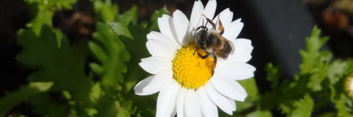 Webben en bijen | annette