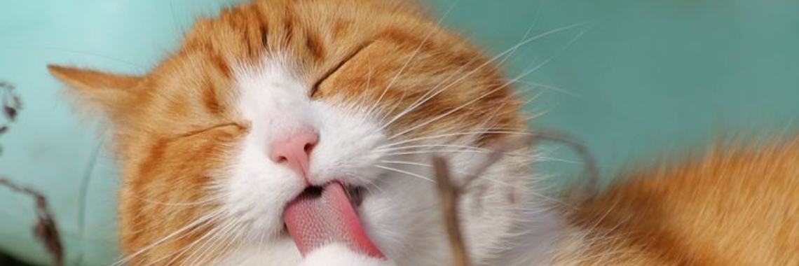 De poes met laarzen (edit) | Catrine-DeMew