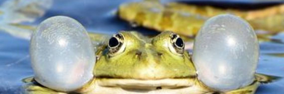 Een oude pad...  (nieuw spreekwoord) | Catrine-DeMew