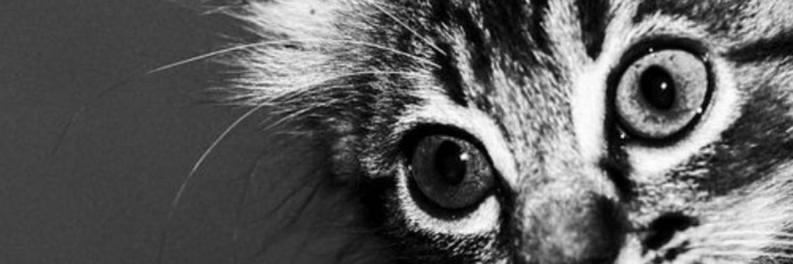 Eén kat in huis... (nieuw spreekwoord) | Catrine-DeMew