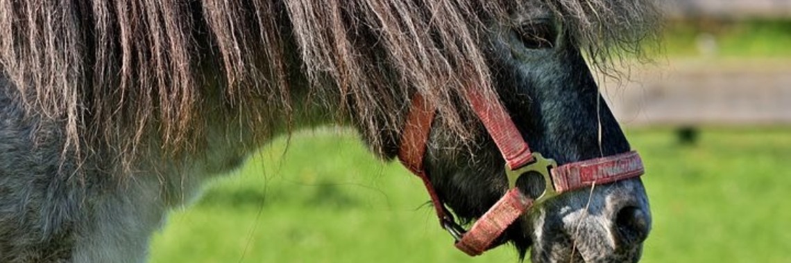 Hoe dump je je paard? | Catrine-DeMew