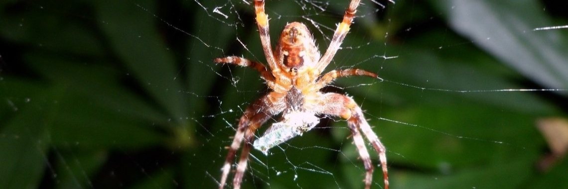 Hopla 1 copla - spin | Catrine-DeMew