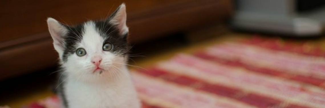 Kattig klein... (tautogram) | Catrine-DeMew