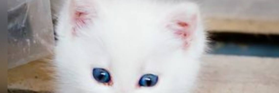 Klein kittig... (tautogram) | Catrine-DeMew