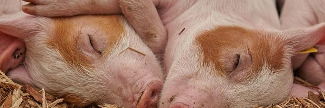 Varkensjacht | Catrine-DeMew