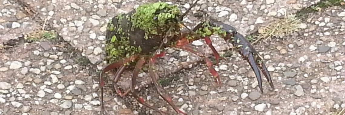 Eén goed teken is niet voldoende | Jolanda