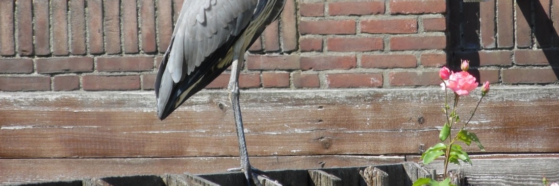 Mislukte foto challenge | Jolanda