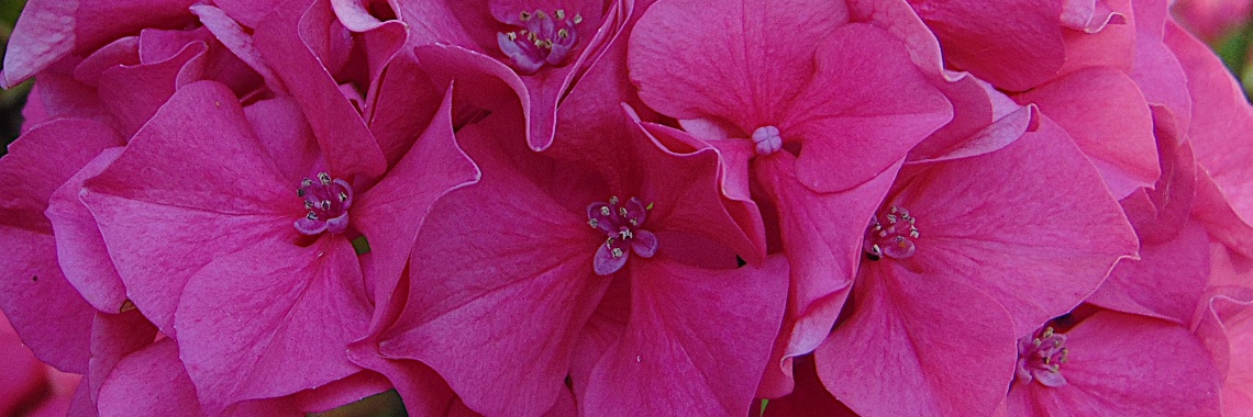 Hart hortensia bloeit ook! | Jolanda