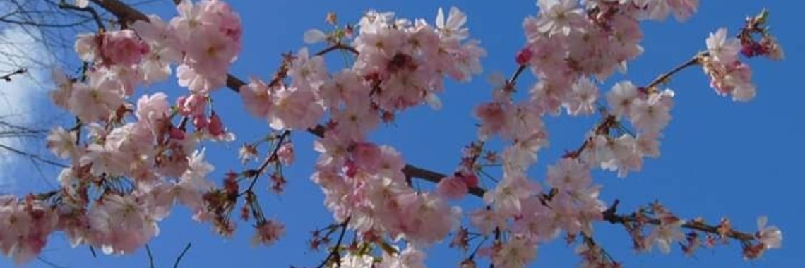 het is lente | Jolanda