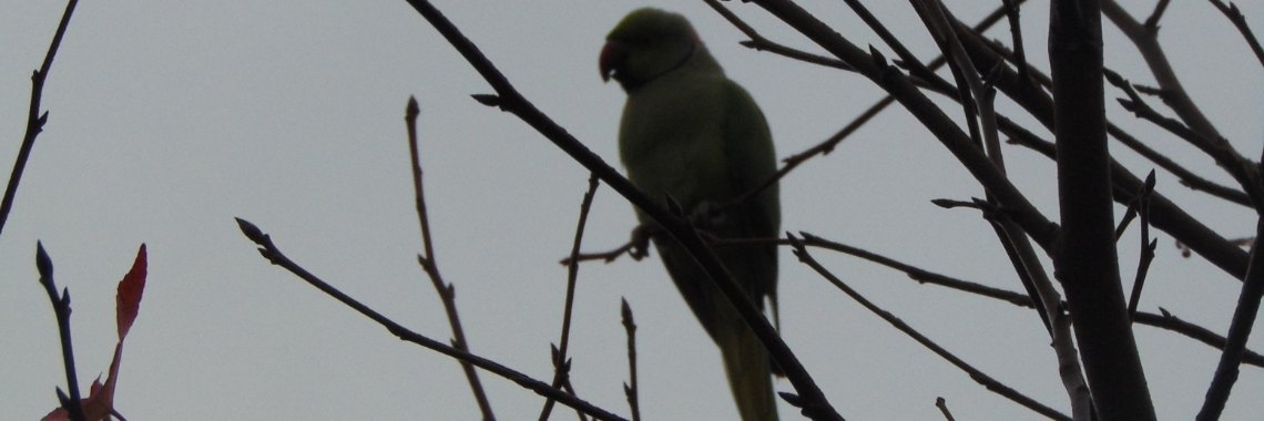 Jouw mooiste silhouetfoto | Jolanda