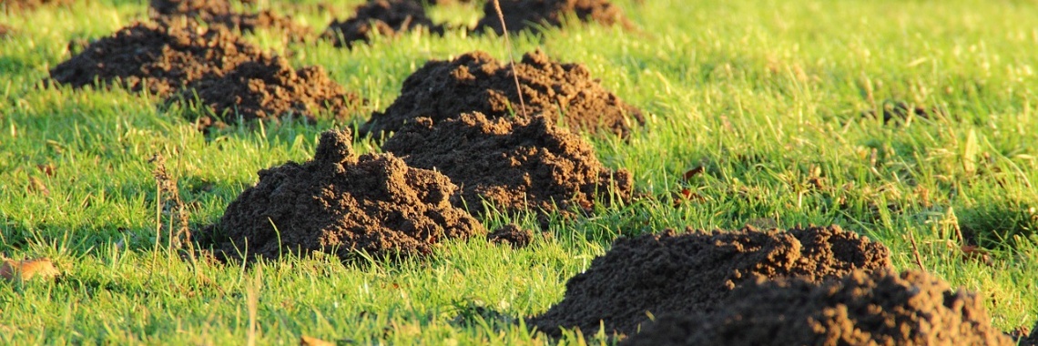 Kandidaten WIDM 2020: even voorstellen | Jolanda