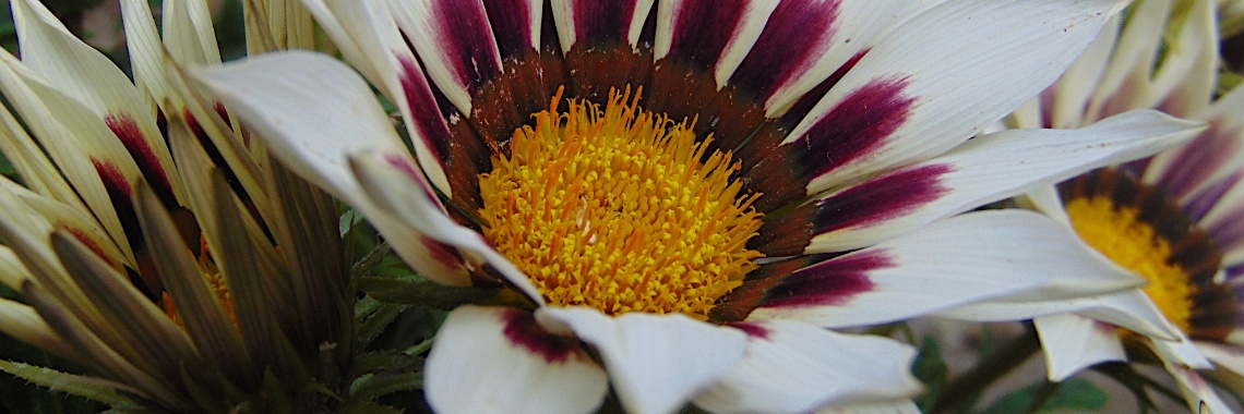 Middaggoud | Jolanda