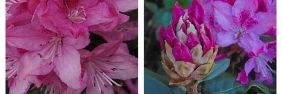 Rhododendron in bloei | Jolanda