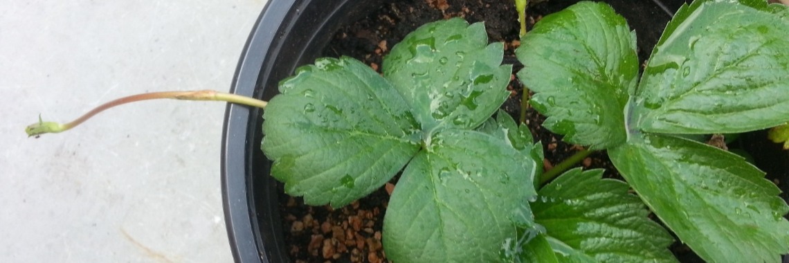 Update zelfgekweekte aardbeienplant | Jolanda