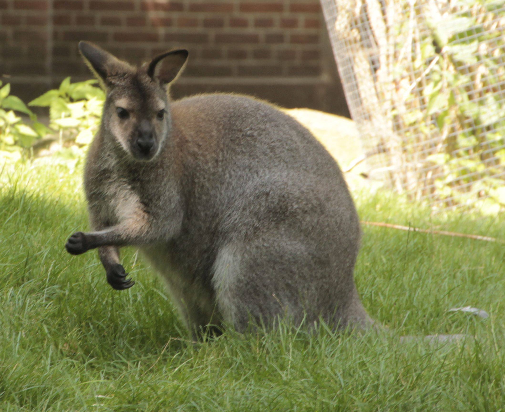 Wallaby's | Jolanda