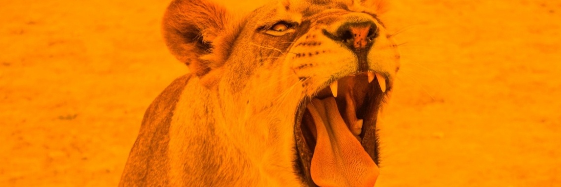 wk vrouwenvoetbal 2019 | Jolanda