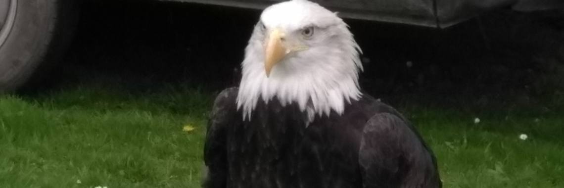 Als een adelaar | Dichter in de dop Jeroen den Harder