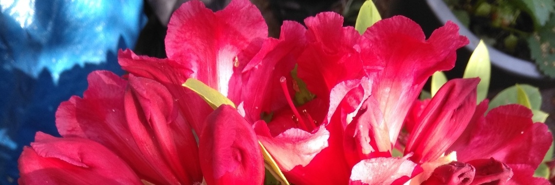 In de bloei van je leven | Dichter in de dop Jeroen den Harder