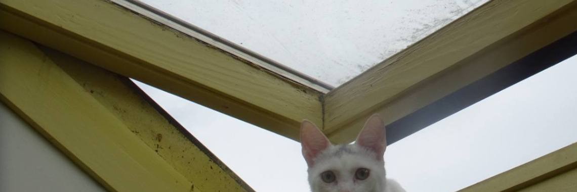 The cats are 4 years with us | Flying Eagle