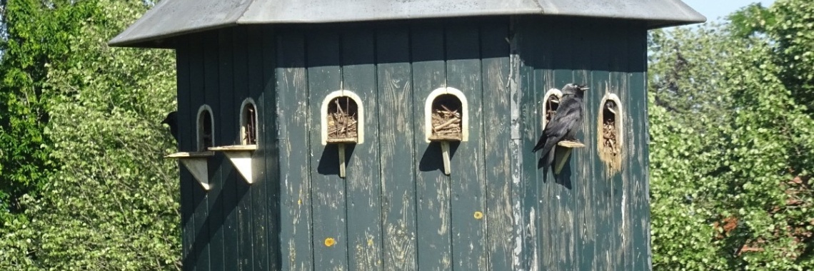 Drukte in het bosdierenbos | Flying Eagle