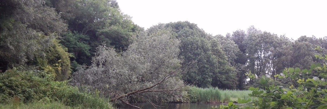 Een boom opzetten over kerstbomen en andere bomen | Flying Eagle